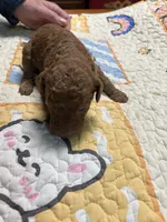 F1b male 2 sold, a male Goldendoodle for sale in Ithaca, MI – Photo 3 of 6