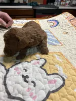 F1b male 2 sold, a male Goldendoodle for sale in Ithaca, MI – Photo 5 of 6