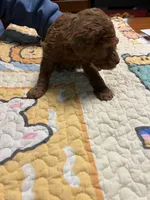 F1b male 2 sold, a male Goldendoodle for sale in Ithaca, MI – Photo 2 of 6