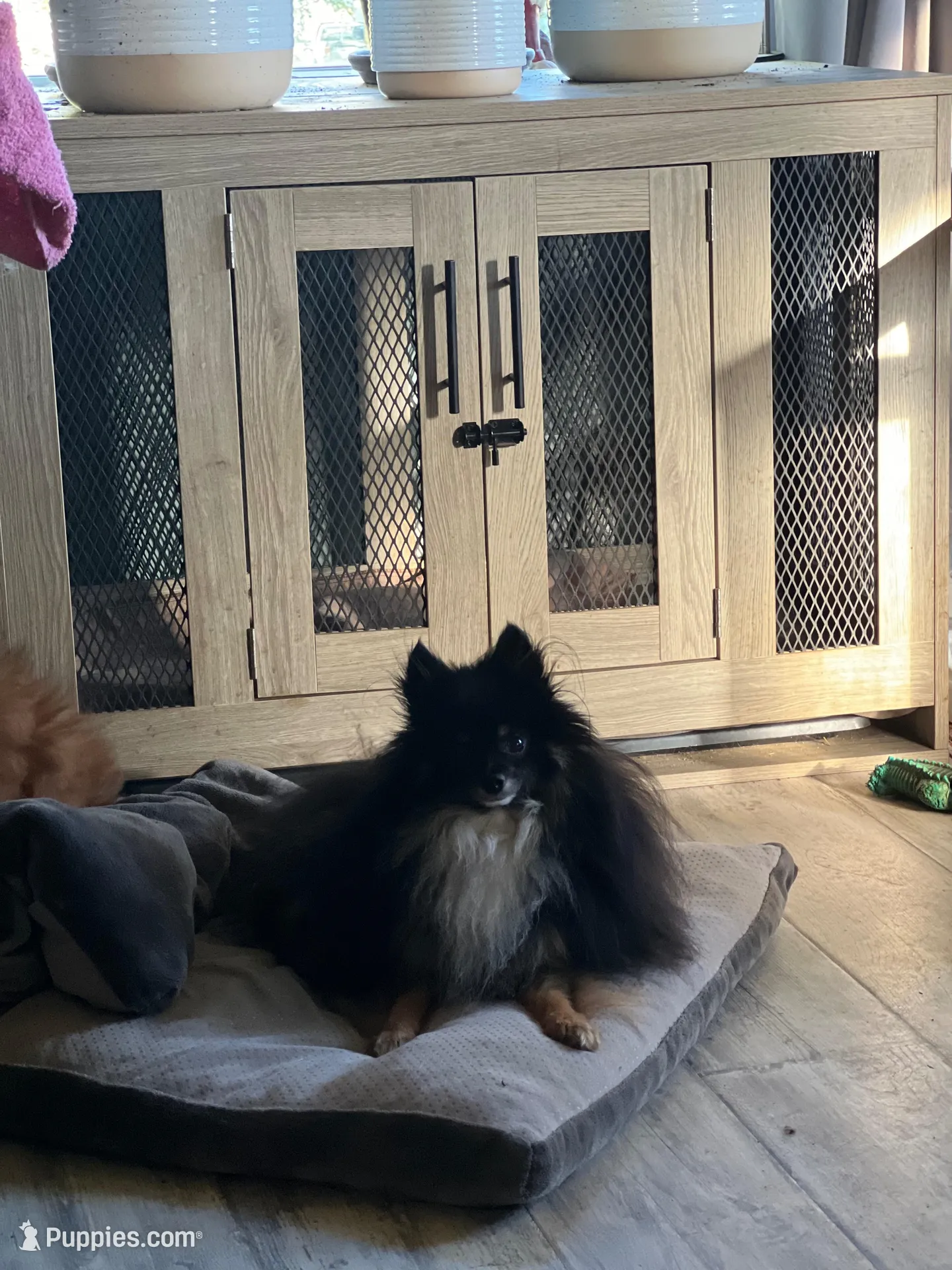 Akc female, a female Pomeranian for sale in Ithaca, MI – Photo 6 of 7