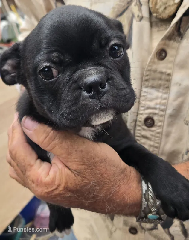 Onyx – Bugg puppy for sale in Spirit Lake, ID
