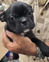 Onyx, a male Bugg for sale in Spirit Lake, ID – 1 of 1