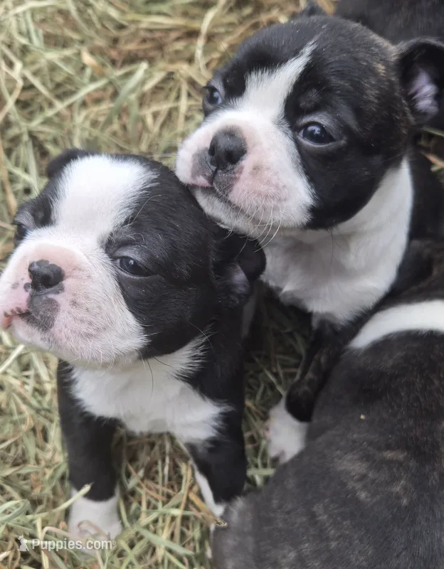 Sugar – Bugg puppy for sale in Spirit Lake, ID