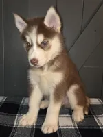 Valko, a male Siberian Husky for sale in Ellisville, MS – 5 of 9