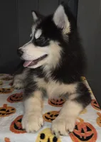 Biggs, a male Siberian Husky for sale in Ellisville, MS – 5 of 9