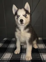 Tiana, a female Siberian Husky for sale in Ellisville, MS – 2 of 9