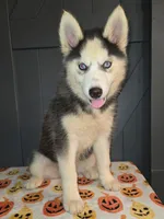 Tiana, a female Siberian Husky for sale in Ellisville, MS – 3 of 9