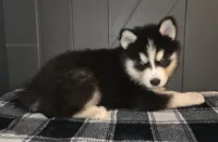 Biggs, a male Siberian Husky for sale in Ellisville, MS – 4 of 9