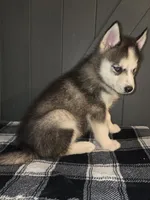 Scylla, a female Siberian Husky for sale in Ellisville, MS – 4 of 9