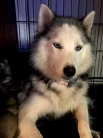 Biggs, a male Siberian Husky for sale in Ellisville, MS – 9 of 9