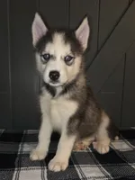 Scylla, a female Siberian Husky for sale in Ellisville, MS – 2 of 9