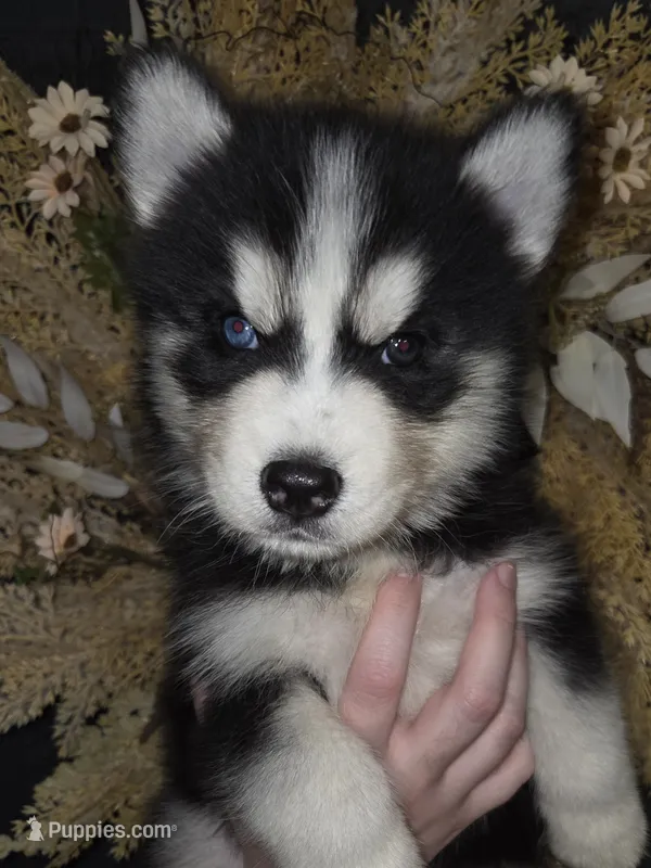 Biggs – Siberian Husky puppy for sale in Ellisville, MS