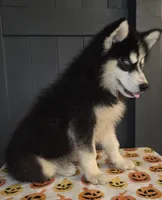 Biggs, a male Siberian Husky for sale in Ellisville, MS – 2 of 9