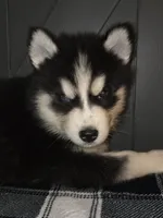 Biggs, a male Siberian Husky for sale in Ellisville, MS – 3 of 9