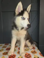 Tiana, a female Siberian Husky for sale in Ellisville, MS – 2 of 9