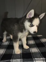 Tiana, a female Siberian Husky for sale in Ellisville, MS – 3 of 9