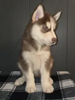 Valko, a male Siberian Husky for sale in Ellisville, MS – 3 of 9