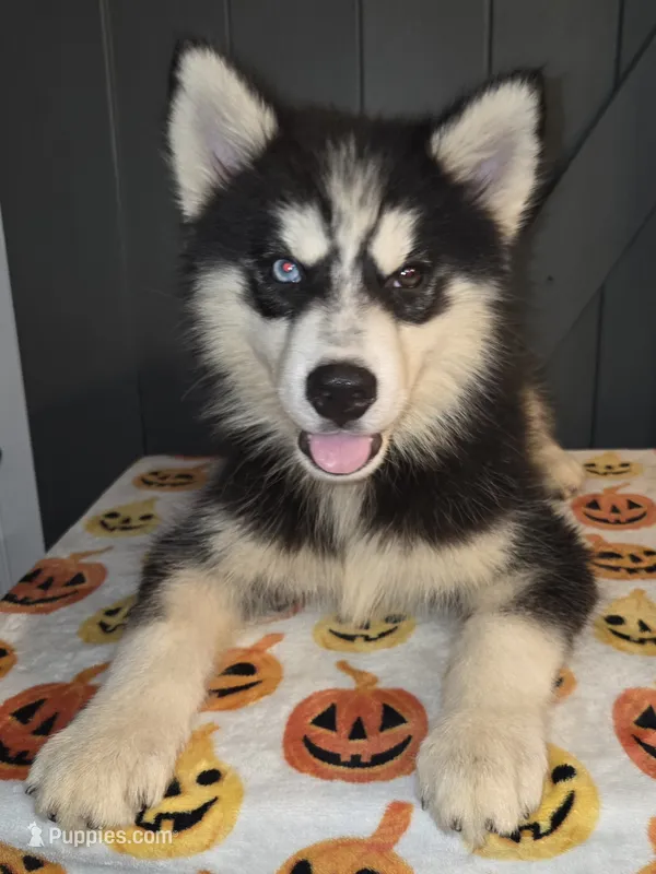 Biggs – Siberian Husky puppy for sale in Ellisville, MS