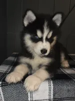 Biggs, a male Siberian Husky for sale in Ellisville, MS – 2 of 9