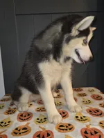 Tiana, a female Siberian Husky for sale in Ellisville, MS – 5 of 9
