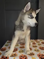 Sylus, a male Siberian Husky for sale in Ellisville, MS – 4 of 9
