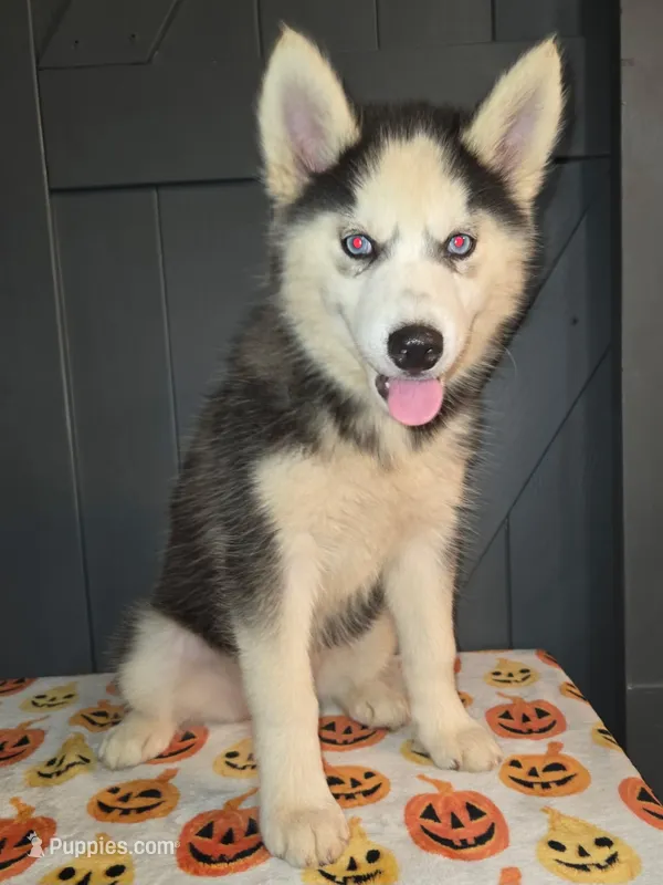 Tiana – Siberian Husky puppy for sale in Ellisville, MS