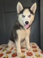 Tiana, a female Siberian Husky for sale in Ellisville, MS – 1 of 9