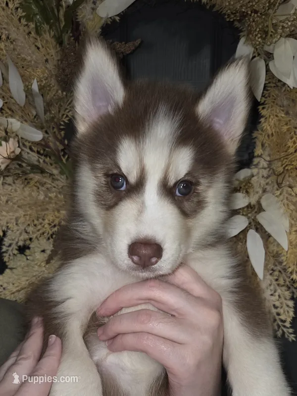 Valko – Siberian Husky puppy for sale in Ellisville, MS