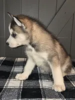 Sylus, a male Siberian Husky for sale in Ellisville, MS – 2 of 9
