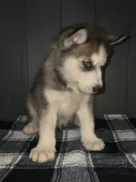 Sylus, a male Siberian Husky for sale in Ellisville, MS – 3 of 9