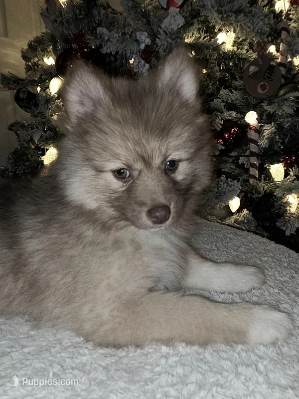 Haven, a female Pomsky for sale in Ellisville, MS – Photo 1 of 8