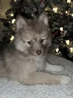 Haven, a female Pomsky for sale in Ellisville, MS – Photo 1 of 8