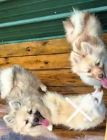 Haven, a female Pomsky for sale in Ellisville, MS – Photo 7 of 8