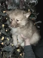 Haven, a female Pomsky for sale in Ellisville, MS – Photo 6 of 8