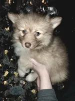 Haven, a female Pomsky for sale in Ellisville, MS – Photo 5 of 8