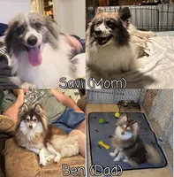 Haven, a female Pomsky for sale in Ellisville, MS – Photo 8 of 8