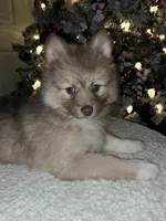 Haven, a female Pomsky for sale in Ellisville, MS – Photo 2 of 8