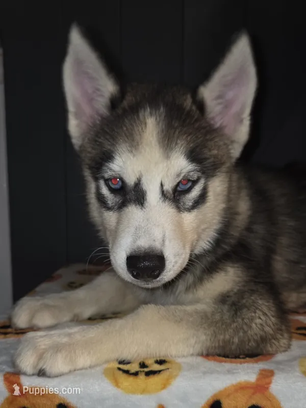Scylla – Siberian Husky puppy for sale in Ellisville, MS