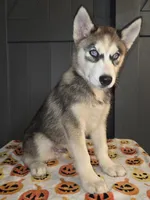 Sylus, a male Siberian Husky for sale in Ellisville, MS – 1 of 9