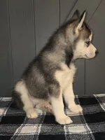 Scylla, a female Siberian Husky for sale in Ellisville, MS – 5 of 9