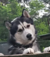 Valko, a male Siberian Husky for sale in Ellisville, MS – 6 of 9