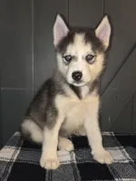 Scylla, a female Siberian Husky for sale in Ellisville, MS – 3 of 9