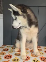 Tiana, a female Siberian Husky for sale in Ellisville, MS – 4 of 9