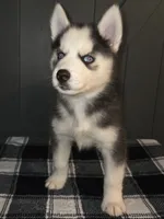 Tiana, a female Siberian Husky for sale in Ellisville, MS – 4 of 9