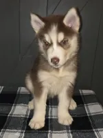 Valko, a male Siberian Husky for sale in Ellisville, MS – 2 of 9
