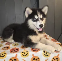 Biggs, a male Siberian Husky for sale in Ellisville, MS – 4 of 9