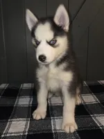 Tiana, a female Siberian Husky for sale in Ellisville, MS – 5 of 9