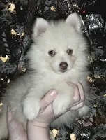 processed/689fa8cd-cd97-4fcb-ac33-c18d8c76c3a7/listing/c46c100f-3085-4005-bc59-310b0d45f5d4/c8f95e03-854e-4e22-8348-c79354a52abb