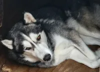Valko, a male Siberian Husky for sale in Ellisville, MS – 7 of 9