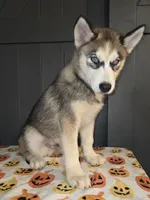 Sylus, a male Siberian Husky for sale in Ellisville, MS – 5 of 9